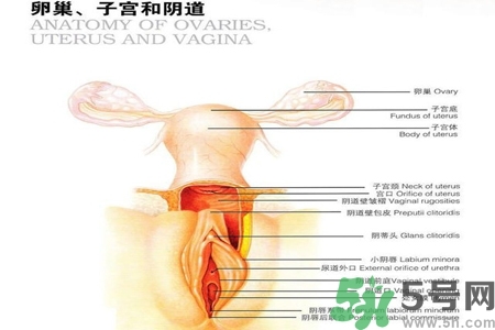 陰道出血和什么有關(guān)？陰道出血的應(yīng)急措施有哪些？