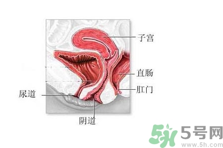 陰道松弛是什么？陰道松弛的癥狀有哪些？