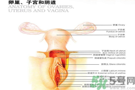 陰道松弛是什么？陰道松弛的癥狀有哪些？