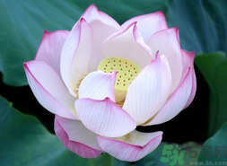 出伏吃什么養(yǎng)生？出伏養(yǎng)生注意事項