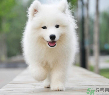 狗狗可以吃月餅嗎？狗狗吃月餅的危害