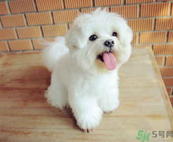 狗狗可以吃月餅嗎？狗狗吃月餅的危害