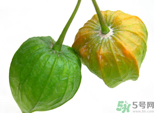 紅姑娘吃多了會怎樣？吃野生紅姑娘的好處和壞處