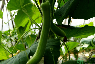 瓠子是涼性的嗎？如何辨別涼性食物與寒性食物？