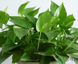 客廳放什么植物好？客廳植物選什么好？