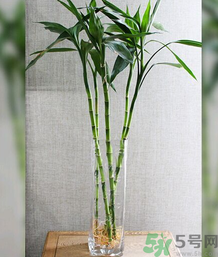 客廳放什么植物好？客廳植物選什么好？