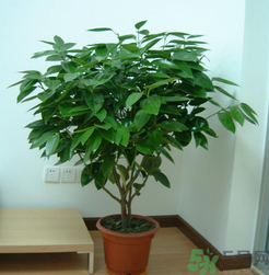 客廳放什么植物好？客廳植物選什么好？