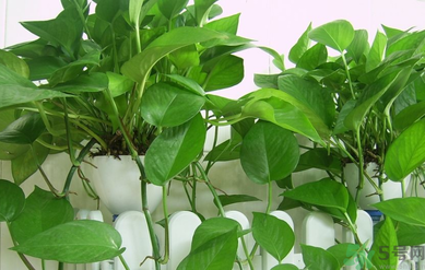 臥室放什么植物好？臥室植物放什么好？
