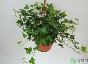 臥室放什么植物好？臥室植物放什么好？