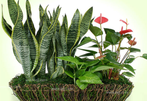 什么植物吸收甲醛最好？吸收甲醛的室內(nèi)植物