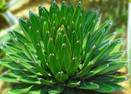 什么植物吸收甲醛最好？吸收甲醛的室內(nèi)植物