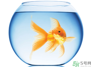 家里養(yǎng)魚好嗎？家里養(yǎng)魚有什么講究？