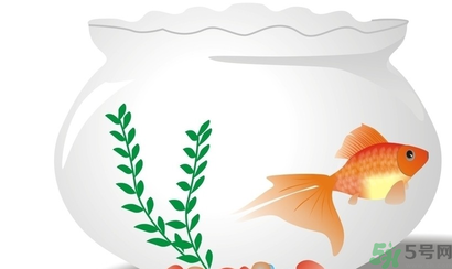 家里養(yǎng)魚好嗎？家里養(yǎng)魚有什么講究？