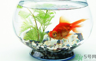 家里養(yǎng)魚好嗎？家里養(yǎng)魚有什么講究？