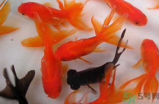 家里養(yǎng)什么魚好？家里養(yǎng)魚幾條最好？