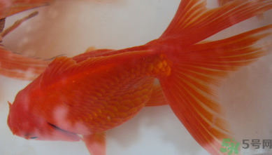 家里養(yǎng)什么魚好？家里養(yǎng)魚幾條最好？