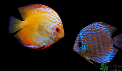 家里養(yǎng)什么魚好？家里養(yǎng)魚幾條最好？