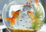 家里養(yǎng)魚(yú)好嗎？家里養(yǎng)魚(yú)有什么講究？