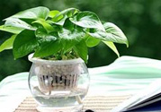 臥室放什么植物好？臥室植物放什么好？