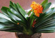 客廳放什么植物好？客廳植物選什么好？