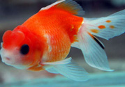 家里養(yǎng)什么魚(yú)好？家里養(yǎng)魚(yú)幾條最好？