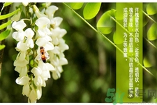 洋槐蜜的鑒別方法是什么？洋槐蜜多少錢一斤？