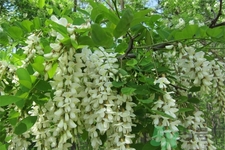 洋槐蜜的鑒別方法是什么？洋槐蜜多少錢一斤？
