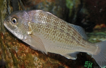 魚眼睛可以吃嗎？吃魚眼睛有什么好處？