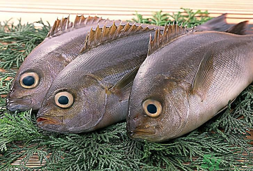 魚眼睛可以吃嗎？吃魚眼睛有什么好處？