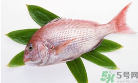 吃魚眼睛對眼睛有好處嗎？吃什么魚對眼睛好？