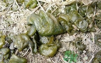 地皮菜是發(fā)物嗎？地皮菜的功效與禁忌