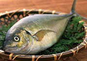 吃魚眼睛對(duì)眼睛有好處嗎？吃什么魚對(duì)眼睛好？