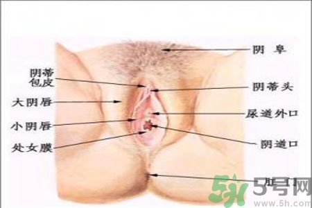 引起外陰瘙癢的疾病有哪些？治療外陰瘙癢的偏方有哪些？