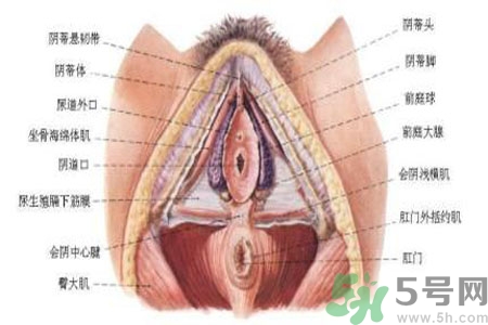 引起外陰瘙癢的疾病有哪些？治療外陰瘙癢的偏方有哪些？
