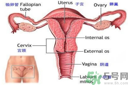 外陰瘙癢如何治療？外陰瘙癢可以用什么藥？？