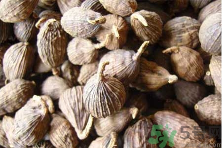 草果是什么？草果的功效與作用