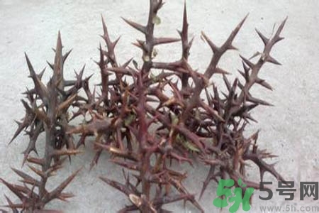 皂角刺的藥用價值是什么？皂角刺的功效與作用有哪些？