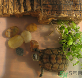 家里養(yǎng)烏龜好不好？家里養(yǎng)烏龜有什么講究？