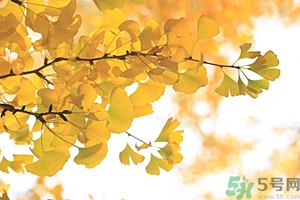 秋燥吃什么好？秋燥怎么辦？