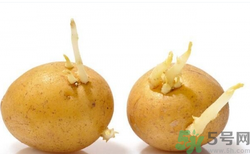 土豆發(fā)芽了還能吃嗎？發(fā)芽的土豆吃了會怎么樣？