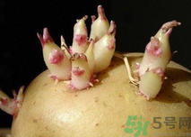 土豆發(fā)芽了還能吃嗎？發(fā)芽的土豆吃了會怎么樣？