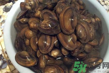 如何挑選河蚌？河蚌的營養(yǎng)價值？