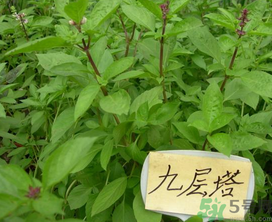 九層塔是什么菜？九層塔的功效與作用