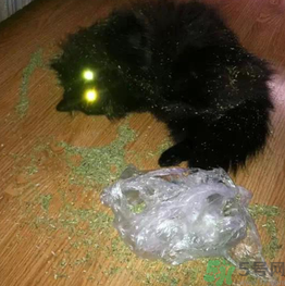 貓薄荷怎么用？貓薄荷和薄荷的區(qū)別