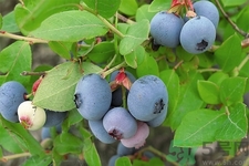 藍(lán)莓怎么洗？藍(lán)莓可以怎么吃？