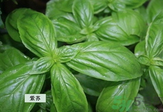 孕婦可以吃紫蘇嗎？孕婦吃紫蘇的好處及注意事項