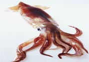 魷魚怎么處理？干魷魚怎么泡發(fā)？