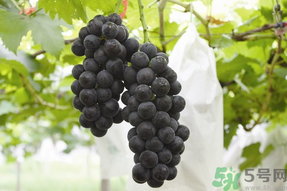 夏黑葡萄孕婦能吃嗎？孕婦吃夏黑葡萄的好處及禁忌
