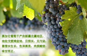 黑加侖皮能吃嗎？黑加侖皮的功效