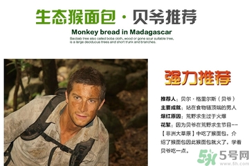 面包果怎么吃？面包果的功效